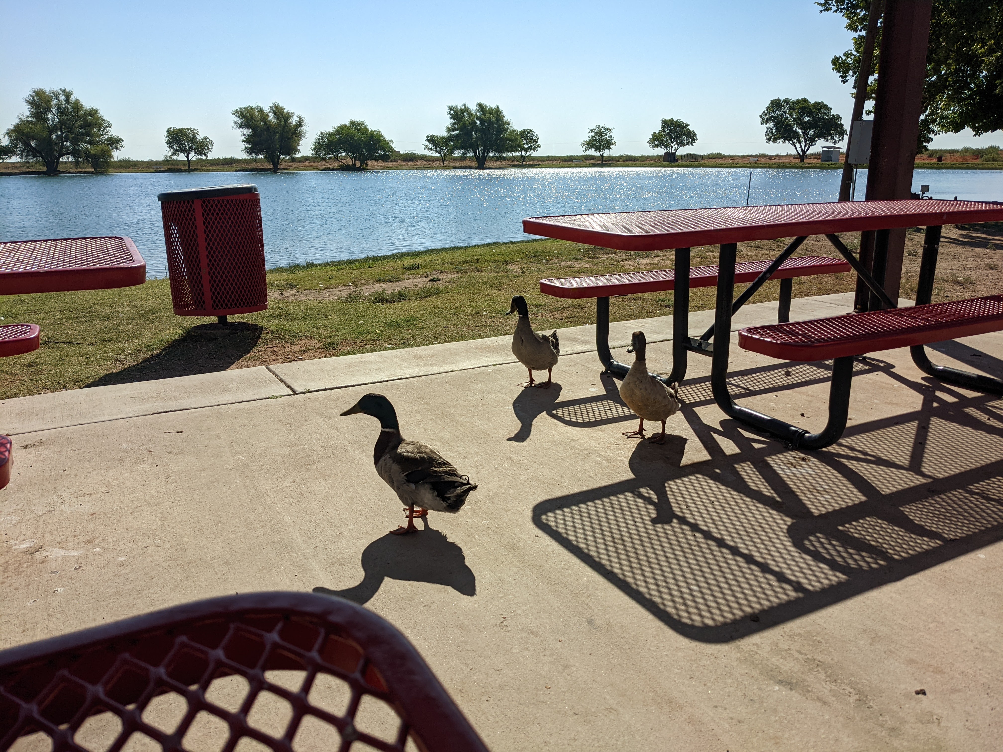 Ducks joining Kyle for breakfast