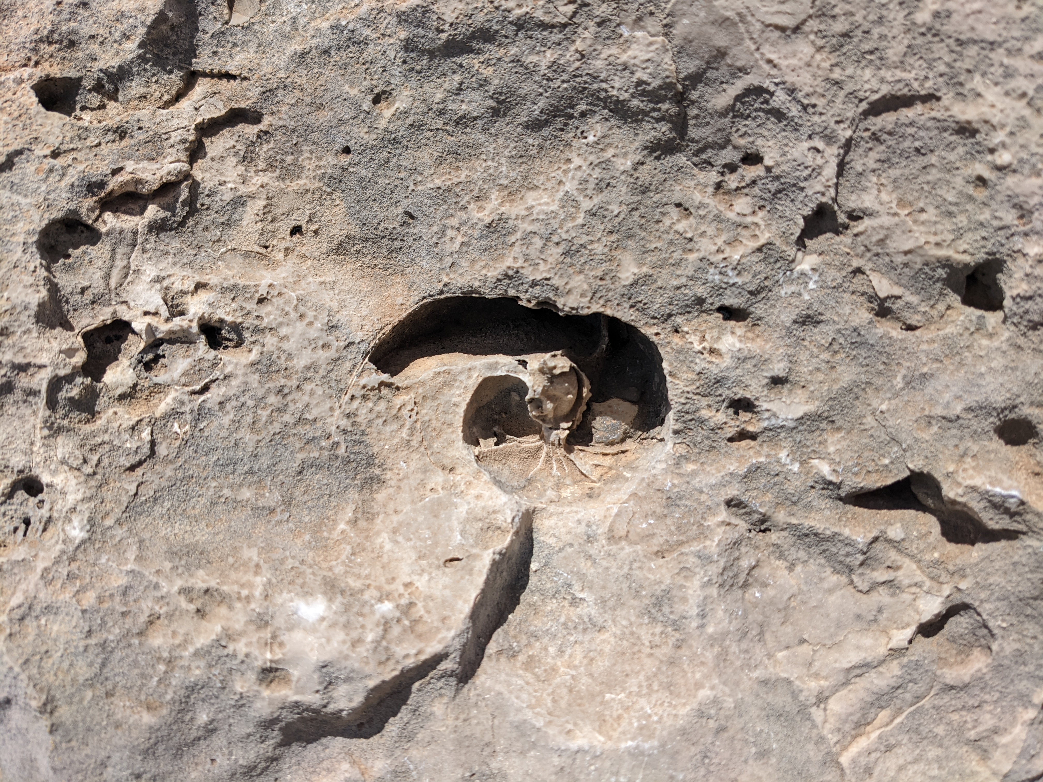 Clear swirl-shaped fossil hole in a rock in the Guadalupe Mountains